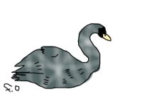 Gray Swan