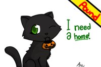 Black cat-Adopt me!