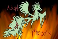 Adopt A Phoenix!