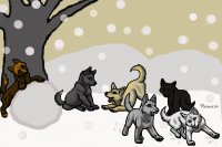 Wolf pups playing in the snow :)