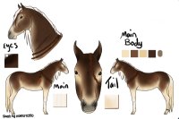 Shetland Pony design Entry