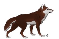 Brown and white wolf