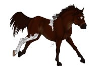 BHS: Dark Bay Mustang Stallion
