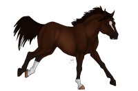 BHS: Bay Dutch Warmblood Stallion