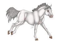 BHS: White Morab Stallion