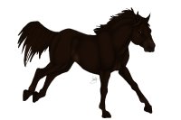BHS: Brown Thoroughbred Stallion