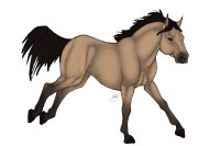 BHS: Dun QH Stallion