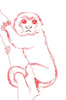 Pygmy marmoset!