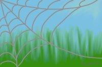 Spiderweb in the spring
