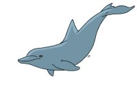 Blue Bottlenosed dolphin