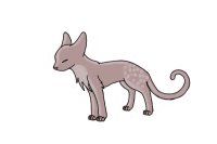 silevr/grey dapple cat
