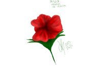 some red flower drawing