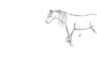 Horse scribble