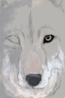 Wolf Face WIP