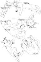 Sleeping Kitten Sketches
