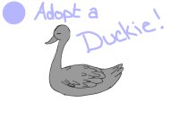 Adopt a duck!