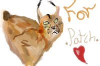 Caracal Captivation* {A Gift for Patch.}