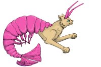 Shrimp Cats