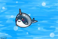 narwhal!!