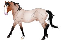 2: Bay Roan Stallion