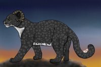 Cornuta Leopard #3