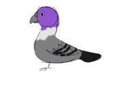 asexual pigeon