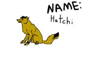 hatchi