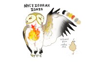 nycticorax ignis