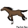 Horse 6