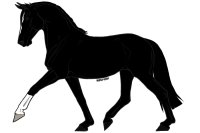Invictus(Victor)-True black Dutch Warmblood Stallion