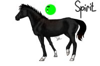 Spirit- Black Mustang Stallion