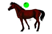 Deep Cherry Bay Mustang Stallion