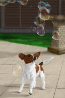 Bubble Chase