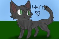 Harry, my cat <3