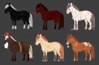 Horses for adoption!