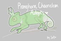 Pronghorn Chameleon Adopts ♥