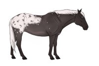 Chocolate Silver Horse