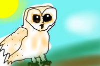 coloured owl