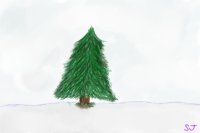 Pine tree in the snow...