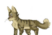 Quick and messy Tigerstar drawing