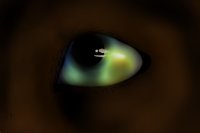 eye of a dog