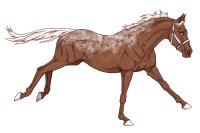 Horse Color In