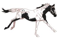 Horse Color In