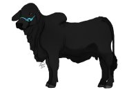 Black Moo-Cow