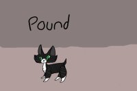 Cat Adopt - The Pound