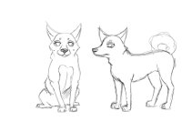 doggo sketches