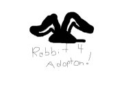 Rabbit (For adoption!)