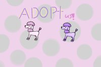 poodle adopts!