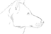 saarloos wolfhond