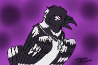Pied Feathers (DCAY)